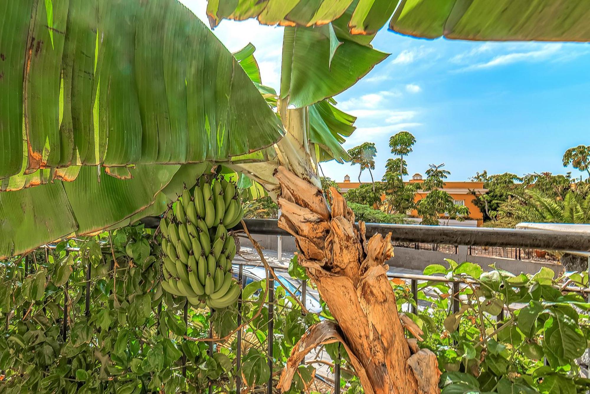 Ocean View Family Apartment In Playa La Arena ปัวร์โตเดซานตีอาโก ภายนอก รูปภาพ